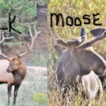 When do Alaska Elk turn into Moose