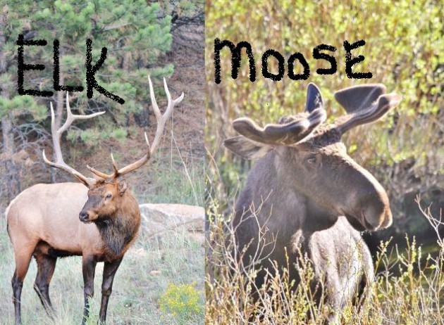 When do Alaska Elk turn into Moose